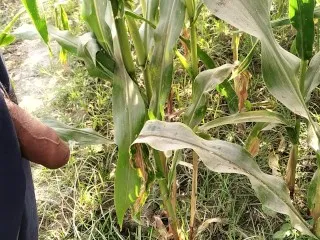 Corn Field Piss & Big Cock