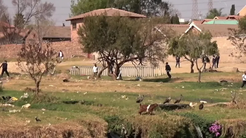 Real African Cheaters Caught, Public Sex Outdoor Relief