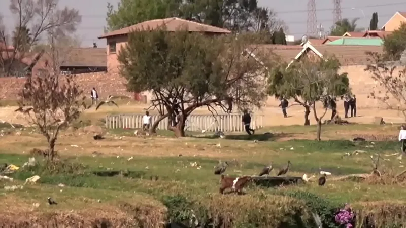 Real African Amateurs Fuck Hard