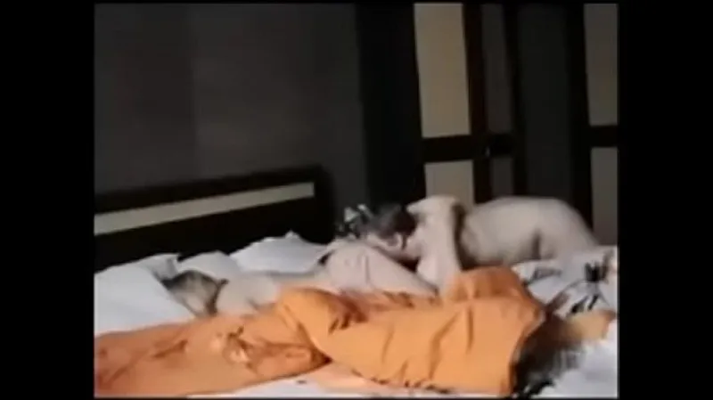 Cougar's Wild After-Party Fucking