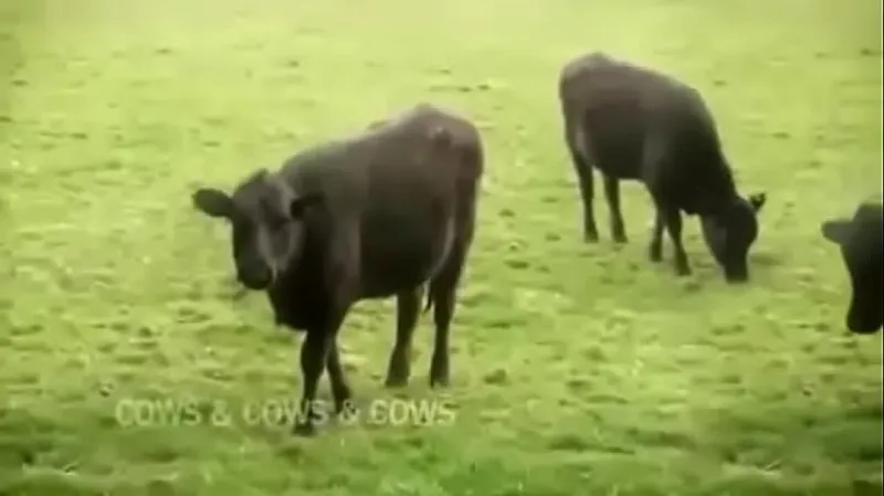 KoeMenoHardcore