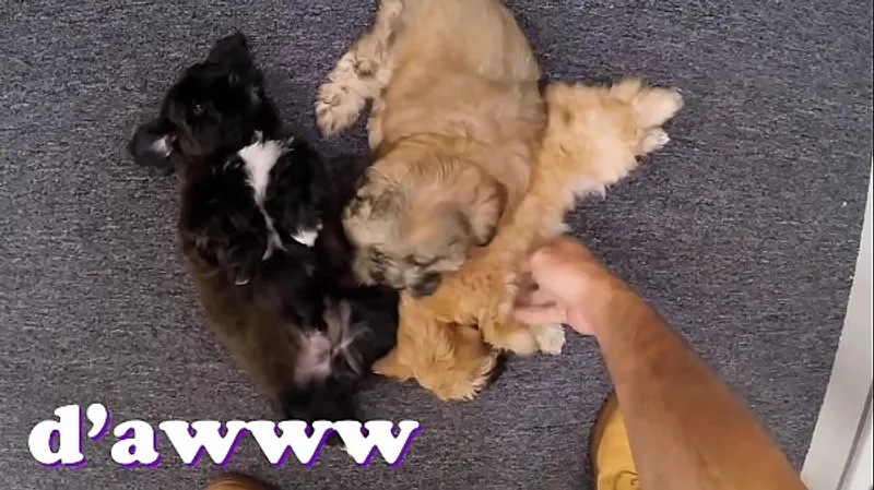 Desperate Chick Peddles Pups at Pawn Shop XXXPAWN