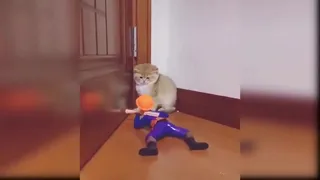 Cat Compilation 23