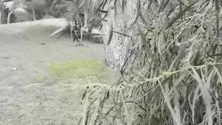 SEX WITH OUTDOOR STALKER SEX WITH OUTDOOR STALKER
