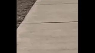 Looking for place to Pee.