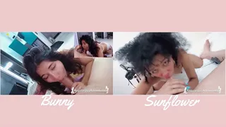 VERSUS#3 - BUNNY vs SUNFLOWER