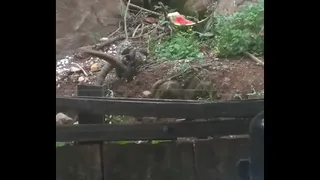 Very hot sex in the woods