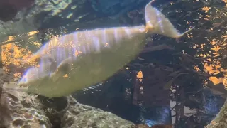 Aliya Sucks My Dick and Eats Ass after Aquarium