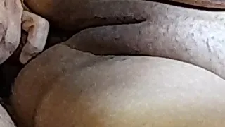 Naughty Brazilian couple Pt 9 - Formiguinha Safada