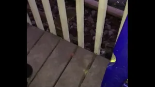 Wife  fucked in swing outside