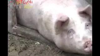 O1G