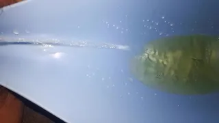 Piss in watering can