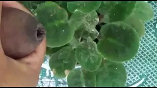 handjob on the plant