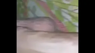 Pussy rubbing with cock