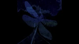 The Dragonfly