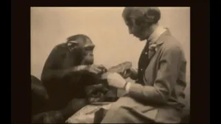 Retro Nature Pets