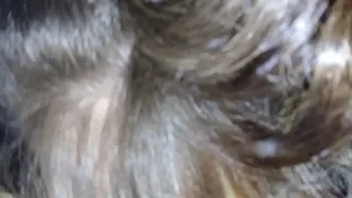 Liz mouthing a cock
