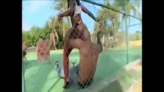 Big booty fucked so good