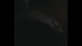 Big girl bj