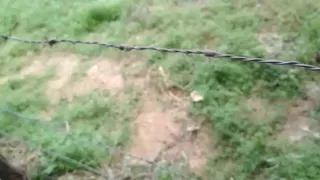 Hot stick in the woods