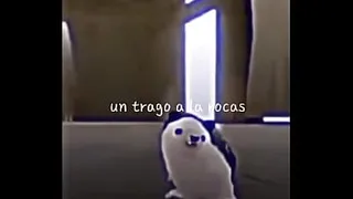 The song that the hedgehog dances (official video)