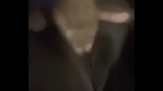 Project bitch