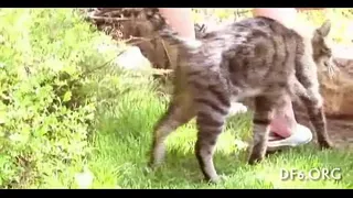 Virgin tries her 1st cock