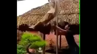 Funny troll 2019