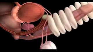 male genitals and how they work