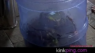 Frogged Down