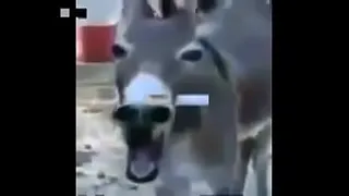 the donkey MRR