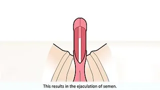 The male orgasm explained