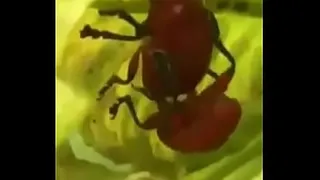naughty bug eating the tailed bug