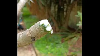 Trunk coming out milk