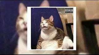Lil Mvrcelin - OK KITTEN