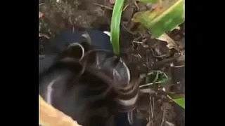 Fucking outdoors