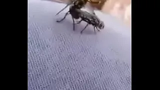 Flies catching