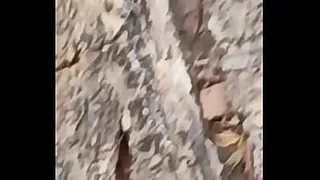 Insectofilia