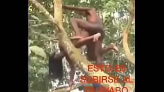 Like when you ride the guava tree haha