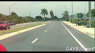 Homo bear sex