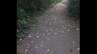 Adventire time public woods