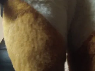 Tail-Wagger XXX Hardcore