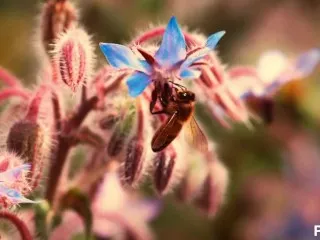 Hardcore Mature Natural Gets Rammed by Worker Bee