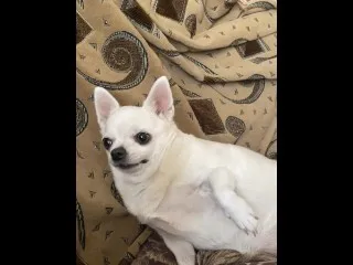 Hardcore Dogfight - (Pornstar Names)
